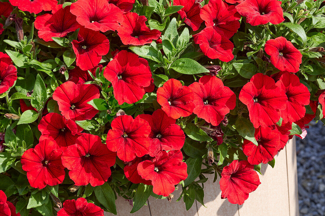 Petunia x hybrida Easy Wave® F1 Red