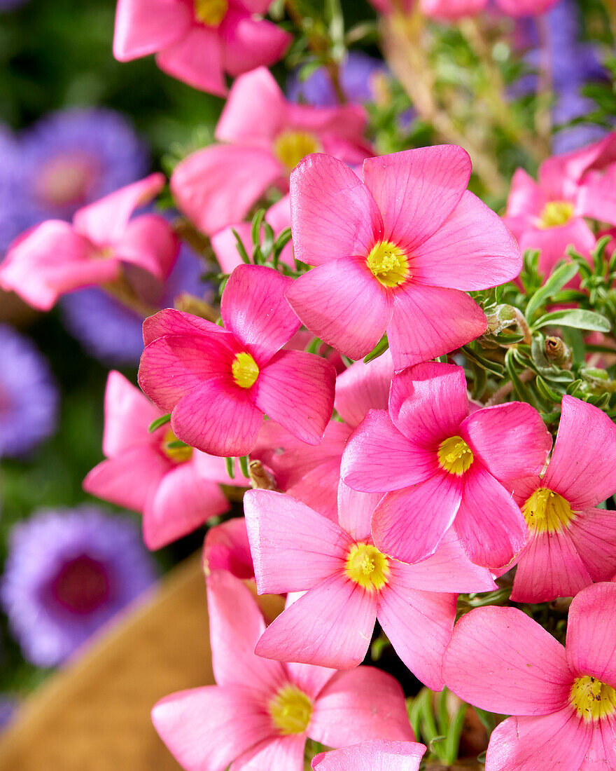 Sauerklee (Oxalis) 'Hirta Shorty'