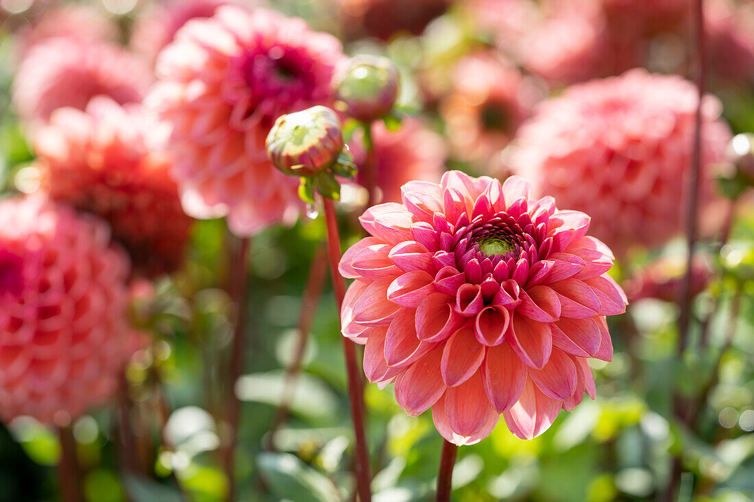 Dahlie (Dahlia) 'Daisy Duke'