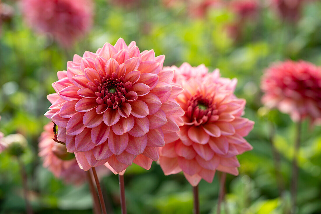 Dahlia Salmon Runner