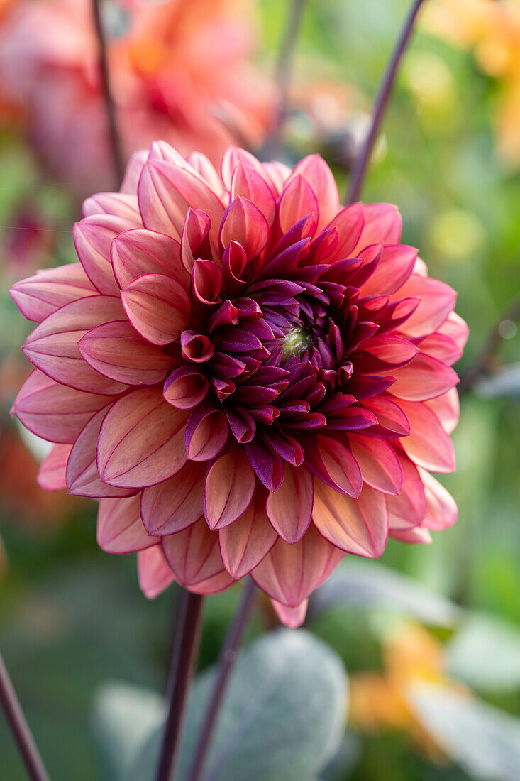 Dahlia Molly Raven