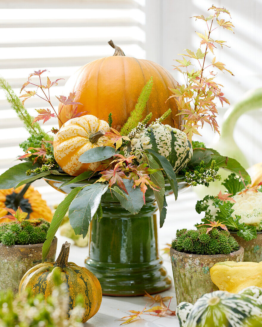 Pumpkin collection, autumn ambiance