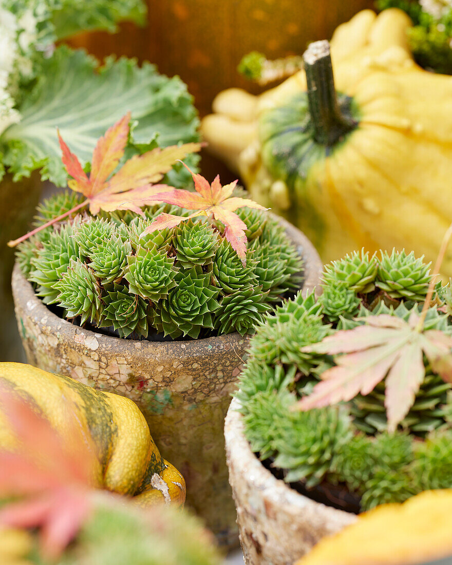 Hauswurz (Sempervivum)