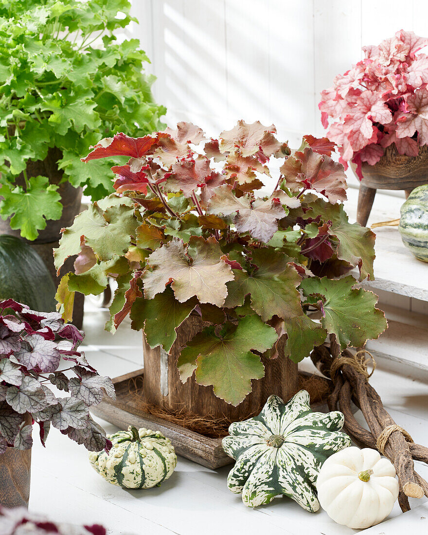 Purpurglöckchen (Heuchera Rex) 'Dunkles Bernstein'