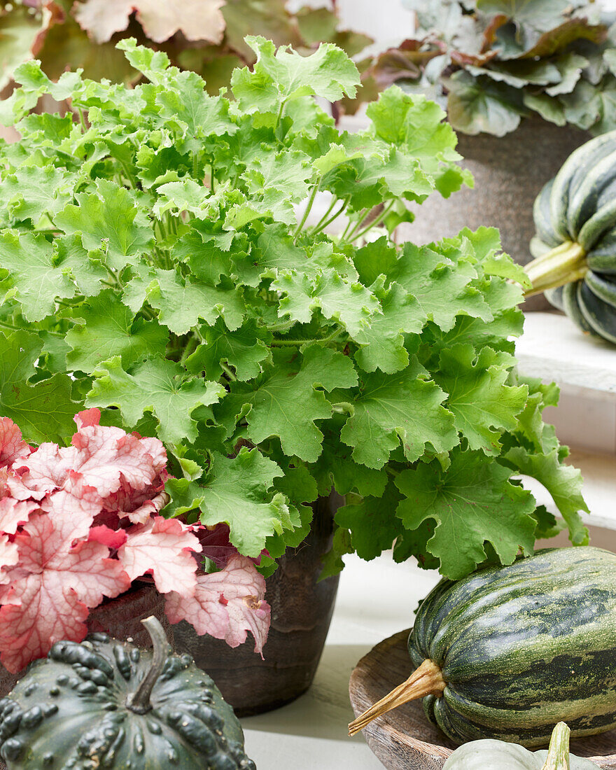 Heuchera Rex Lime