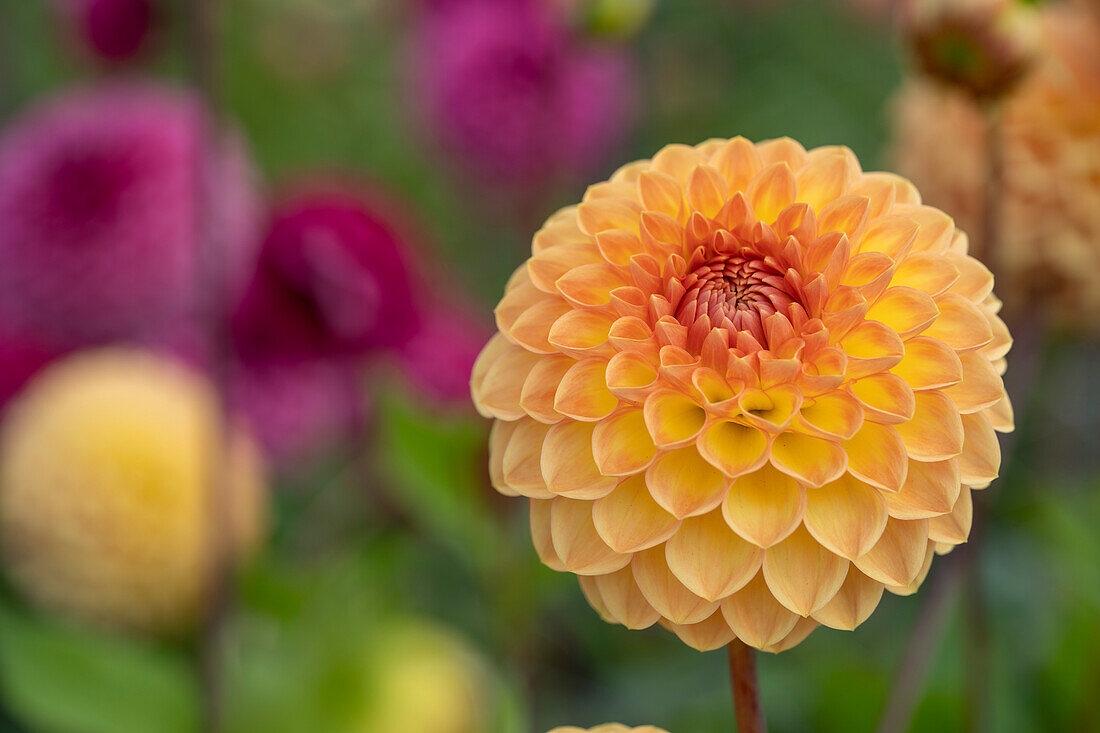 Dahlia Blyton Softer Gleam