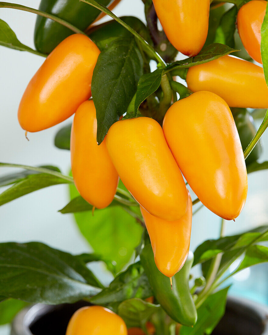 Paprika (Capsicum) 'Pillar Peppers™ F1 Mimi Orange'