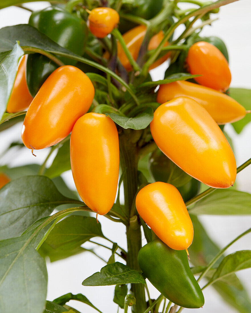 Paprika (Capsicum) 'Pillar Peppers™ F1 Mimi Orange'
