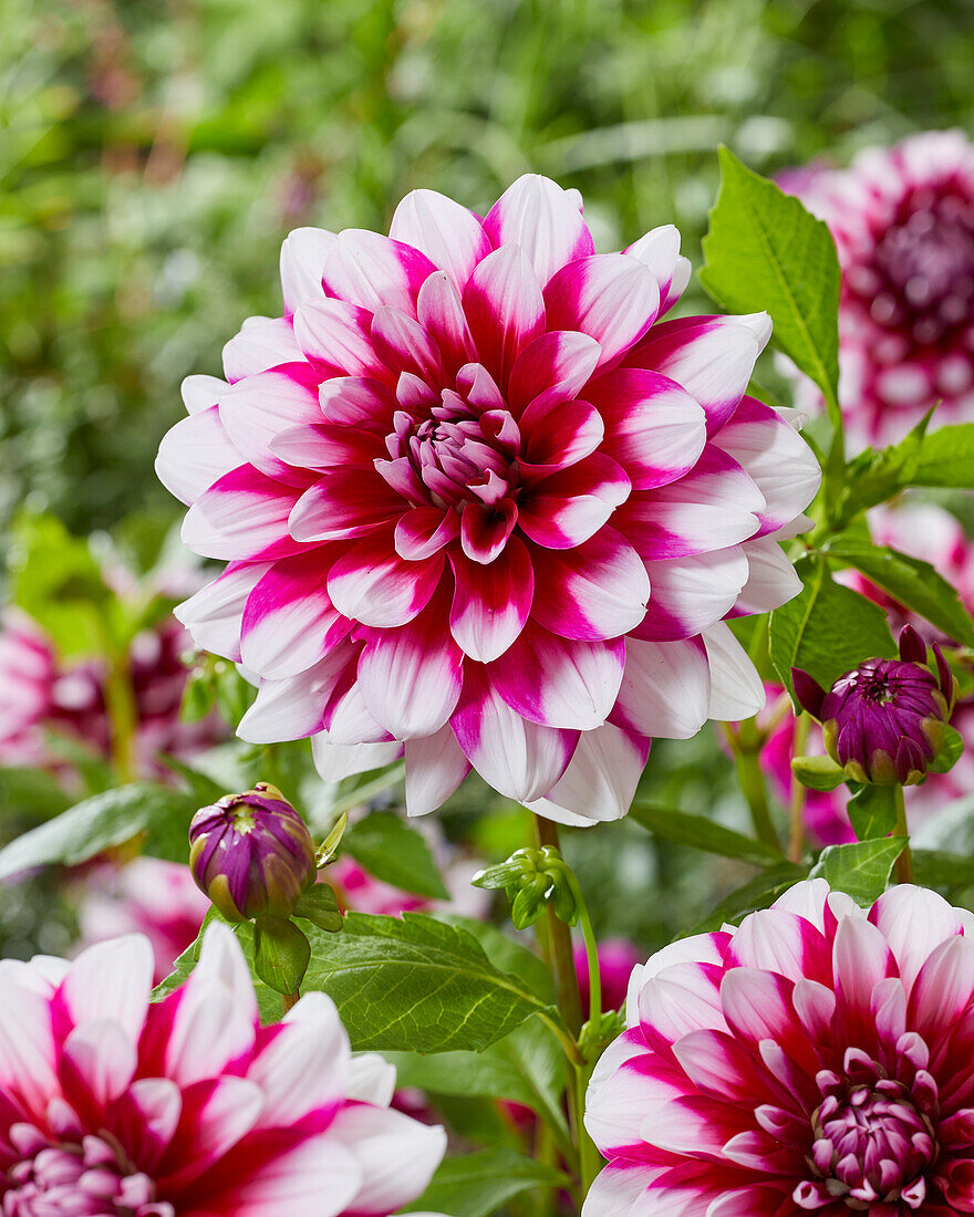 Dahlia Patches