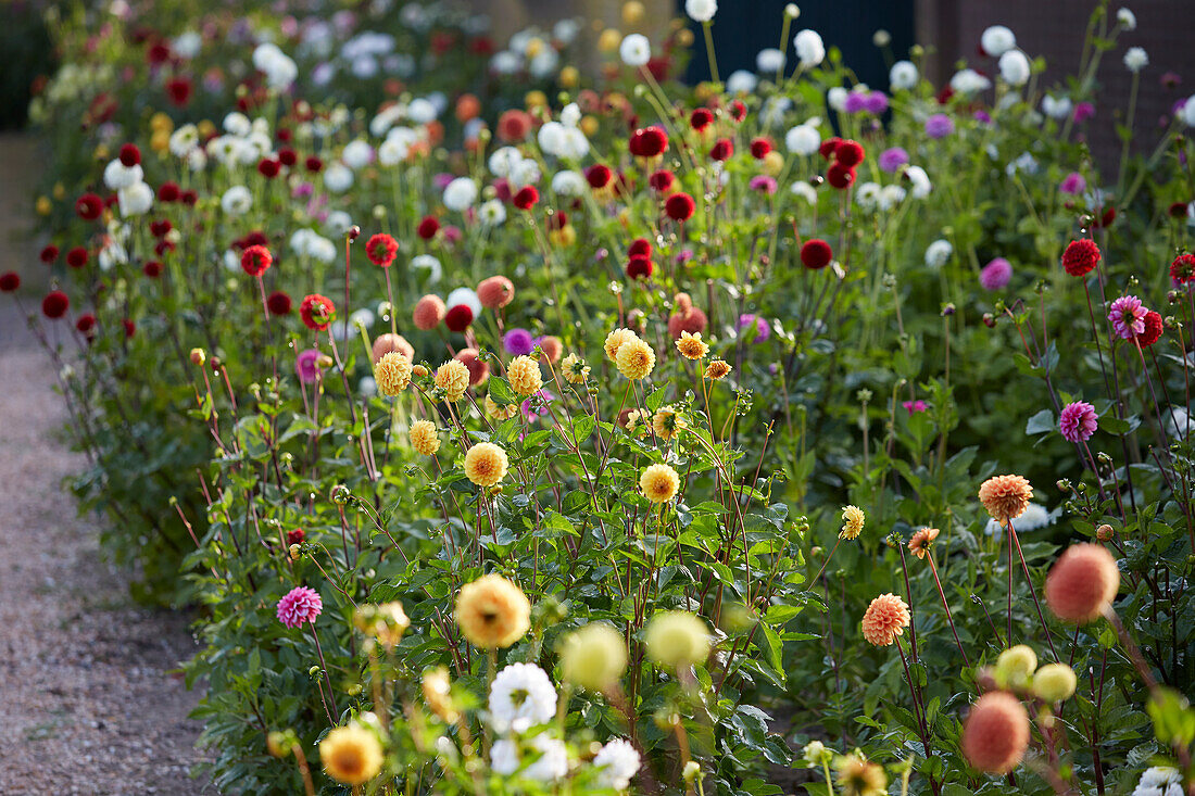 Dahlia border