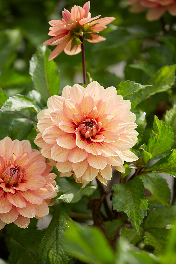 Dahlie (Dahlia) 'Nicholas'