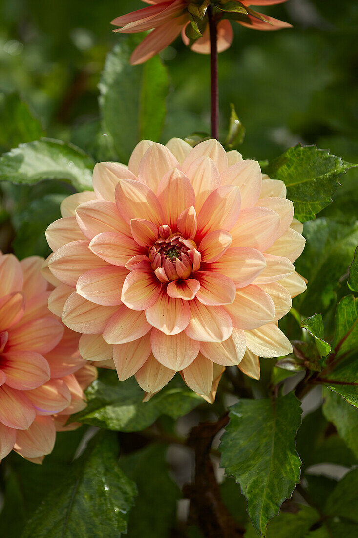 Dahlia Nicholas