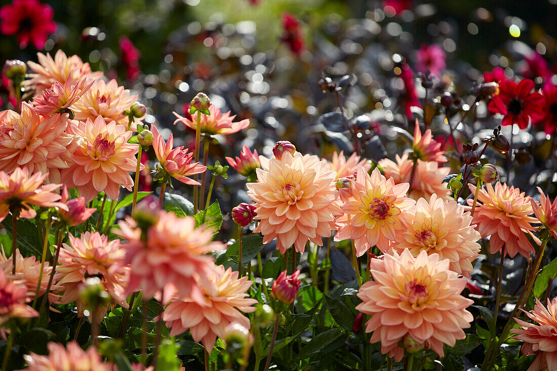 Dahlia Melody Dora