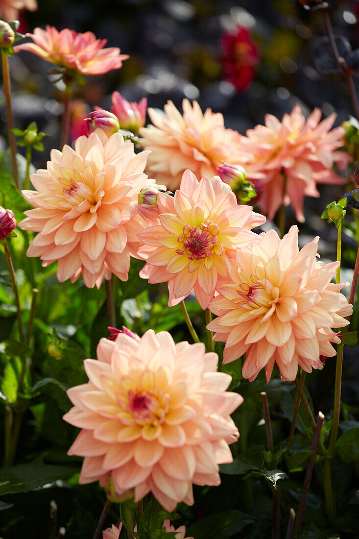 Dahlia Melody Dora