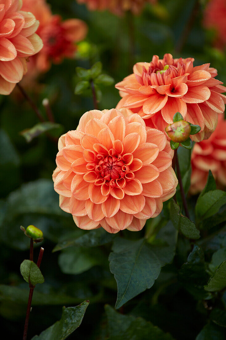 Dahlia Orange Nugget