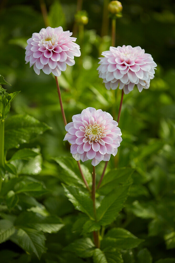 Dahlia Sweet Love