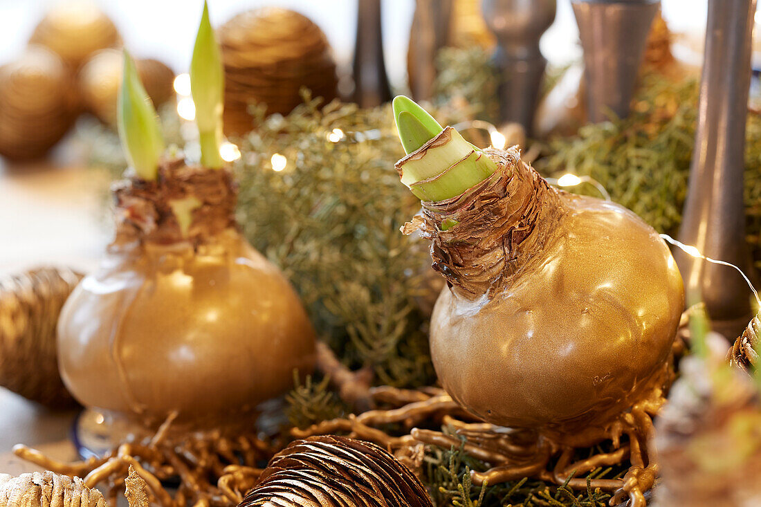 Wax amaryllis bulbs