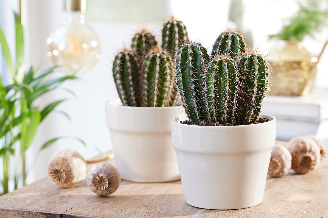 Chawe Säulenkaktus (Pachycereus pecten aboriginum)