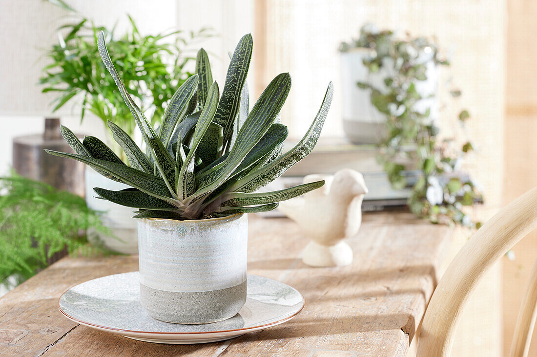 Gasteria Little Warty