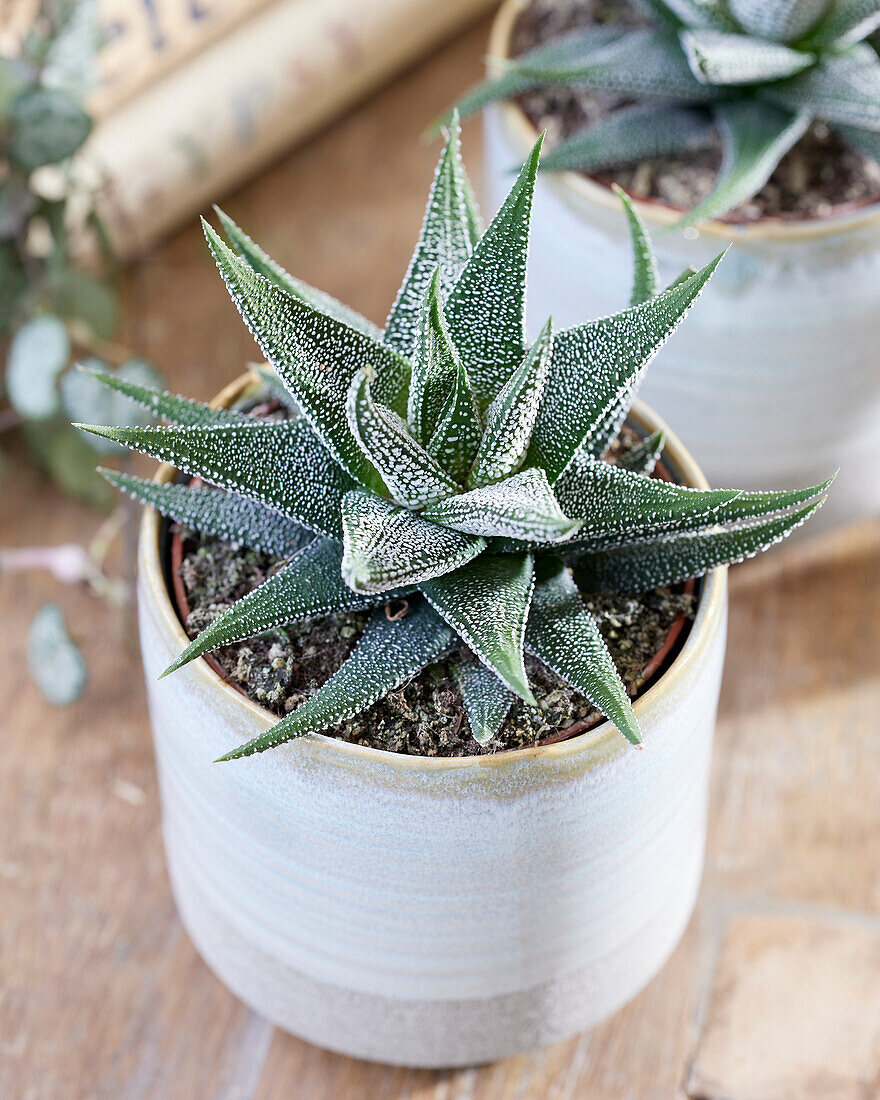 Haworthia concolor