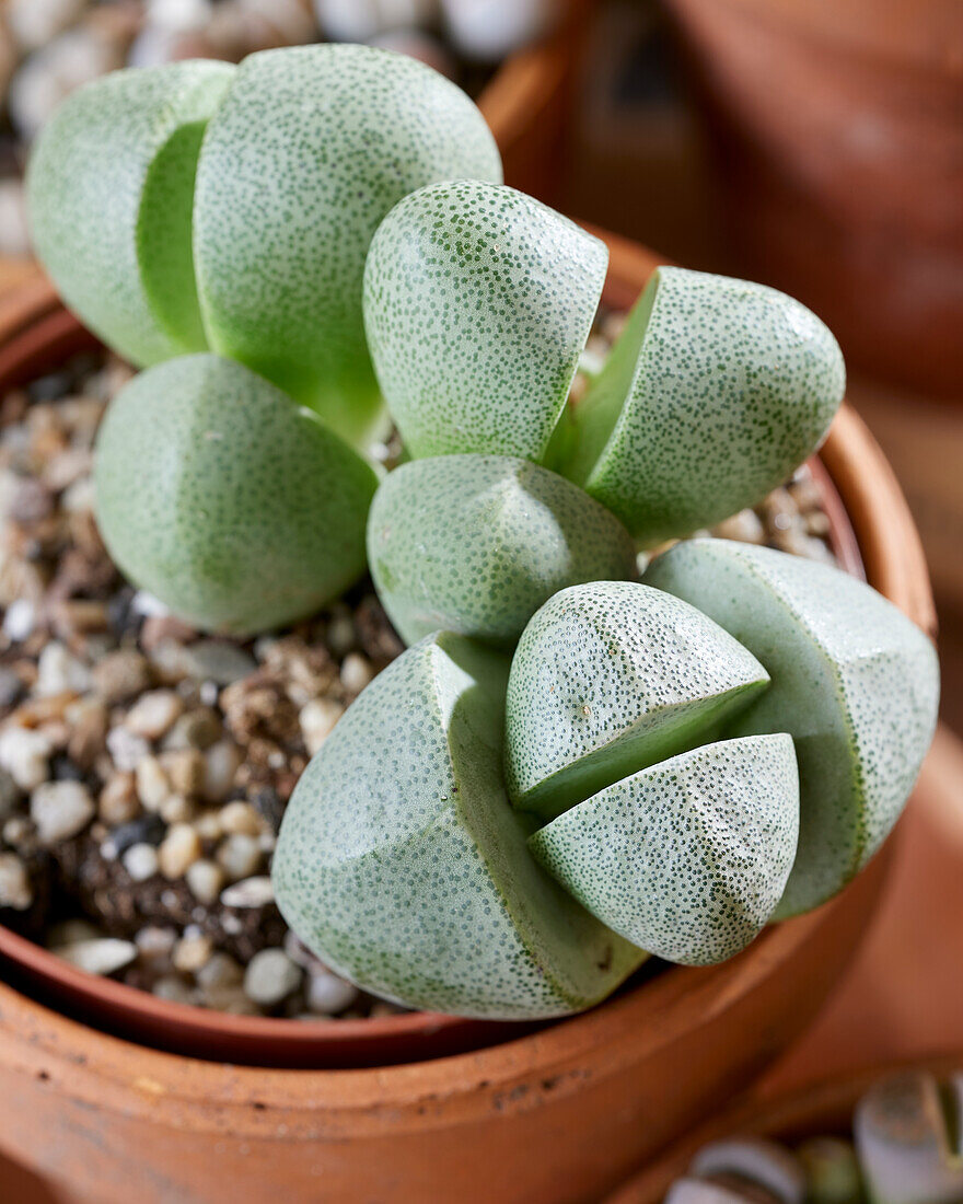 Pleiospilos