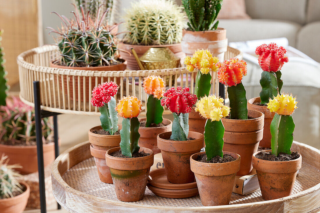 Erdbeerkaktus (Gymnocalycium mihanovichii)