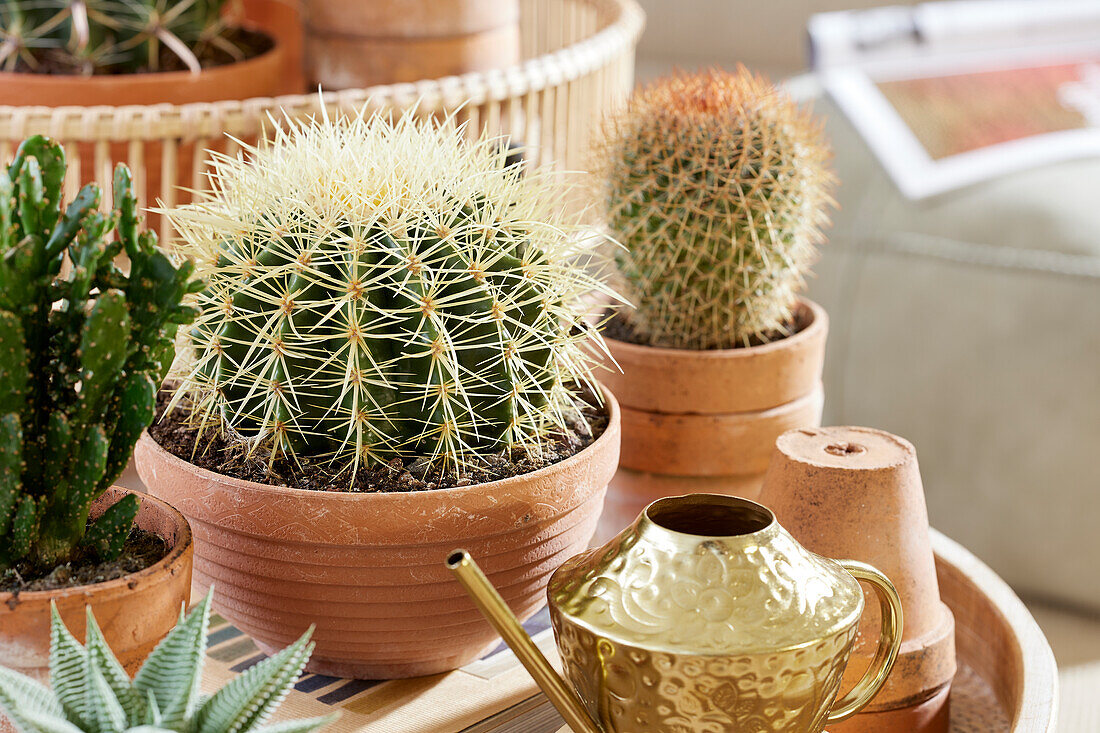 Echinocactus grusonii