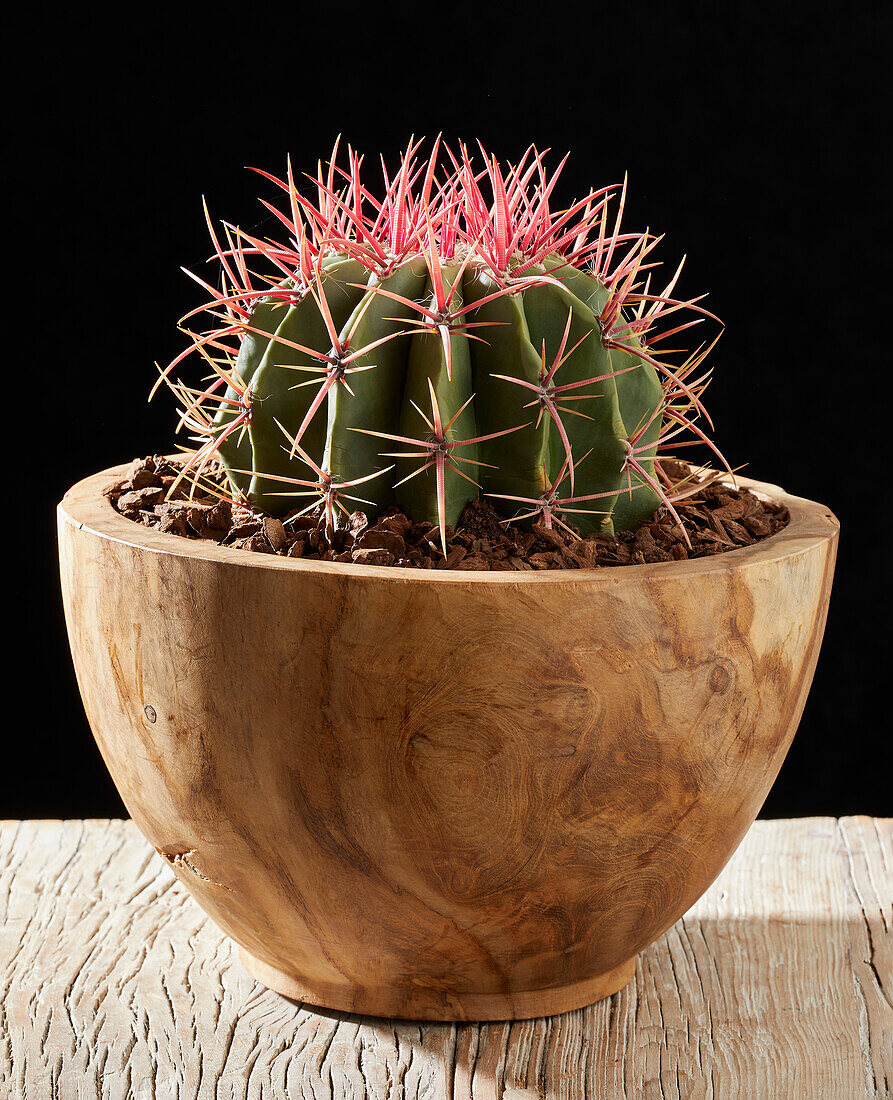 Kugelkaktus (Ferocactus Stainesii)