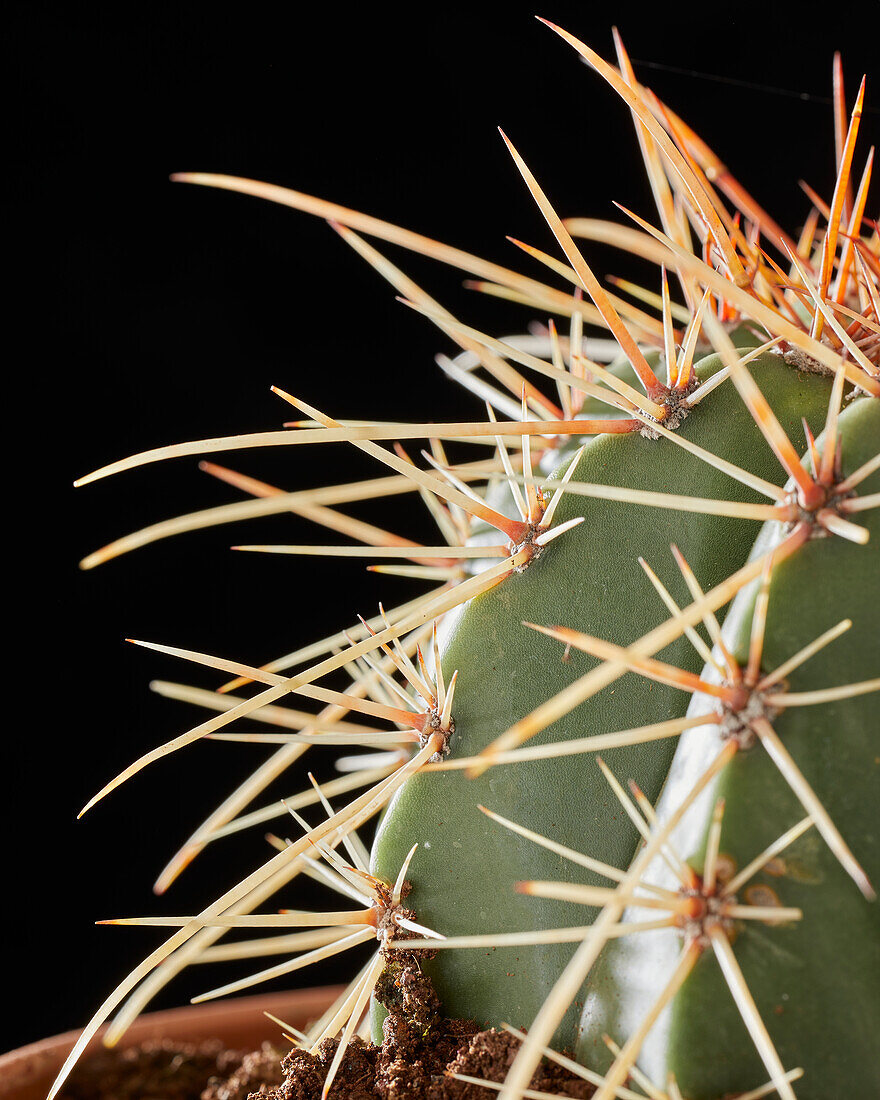 Melocactus matanzanus