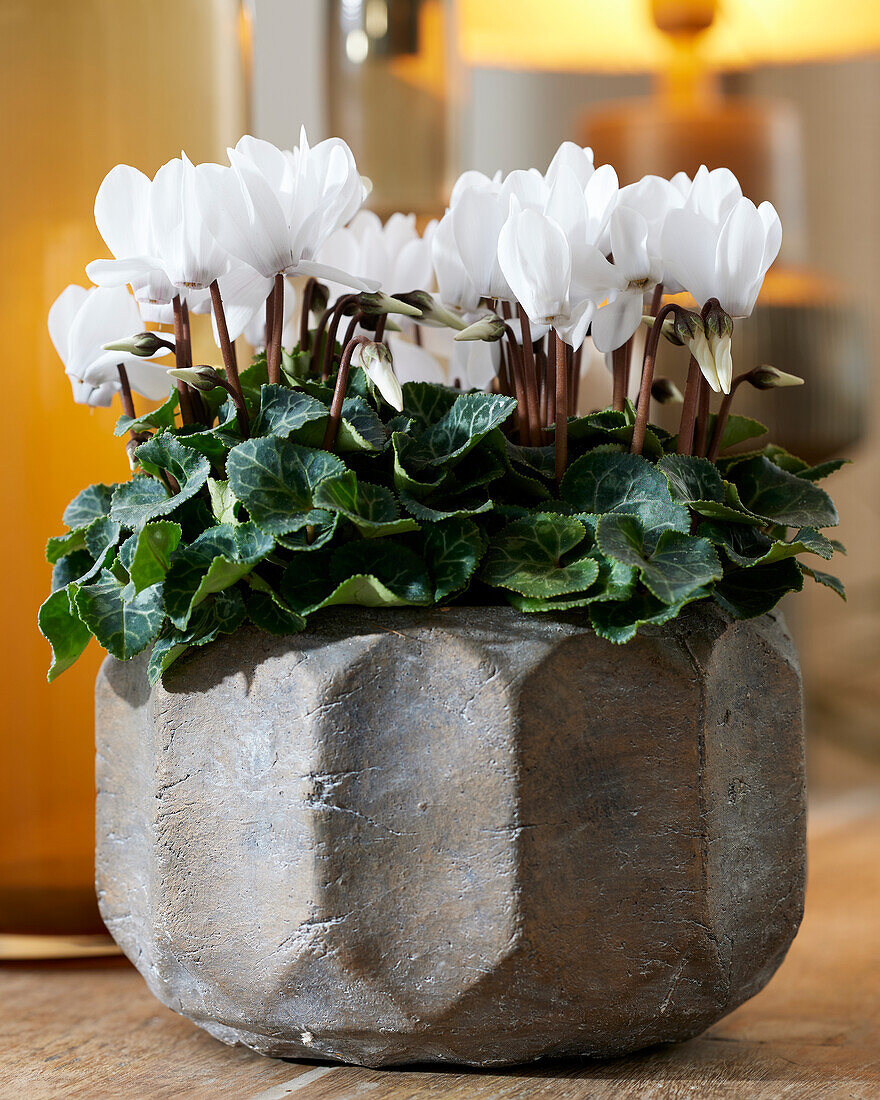 Cyclamen white