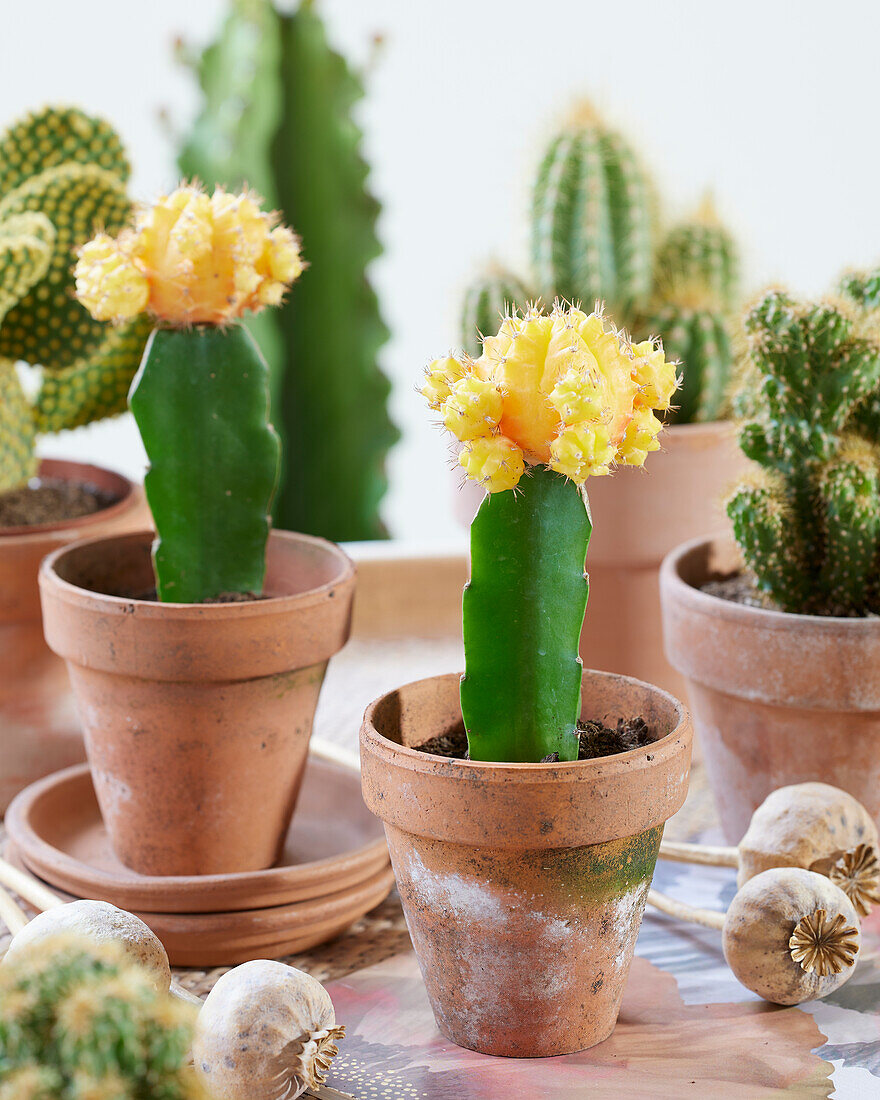 Erdbeerkaktus (Gymnocalycium mihanovichii)