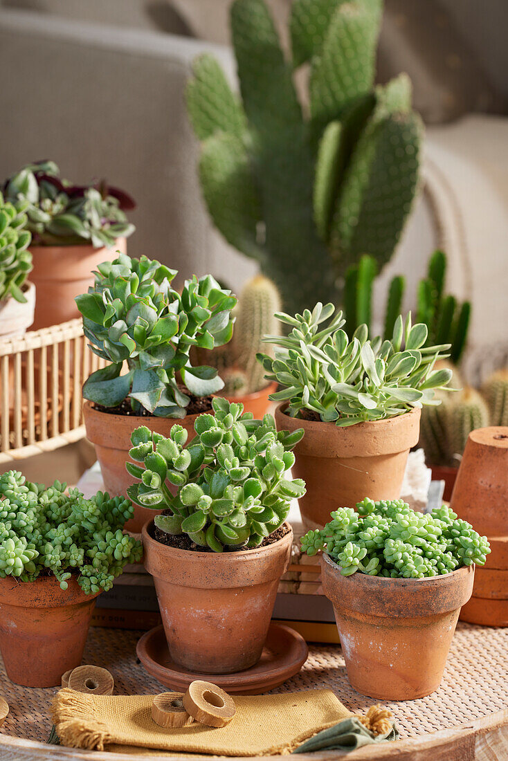 Cotyledon Ladysmith, Crassula Money M. Jade, Crassula arborescens, Sedum burrito