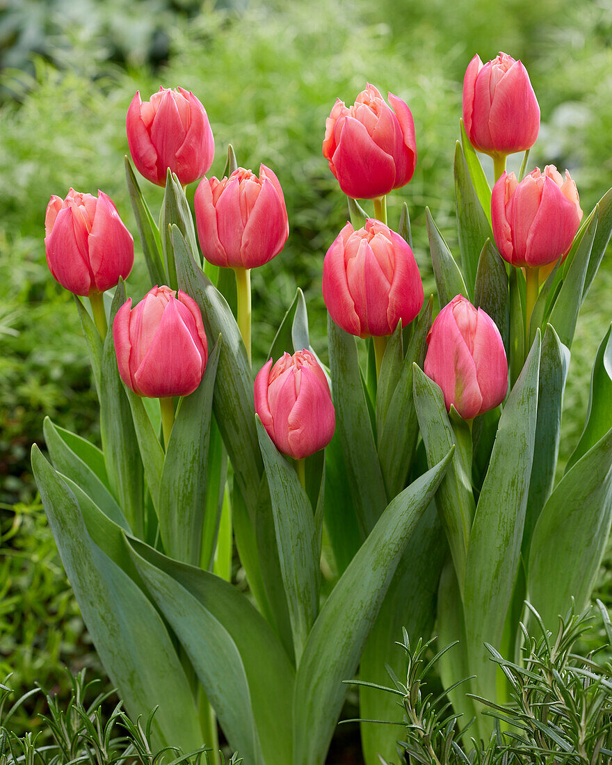 Tulpe (Tulipa) 'Apricot Double Symbiose'