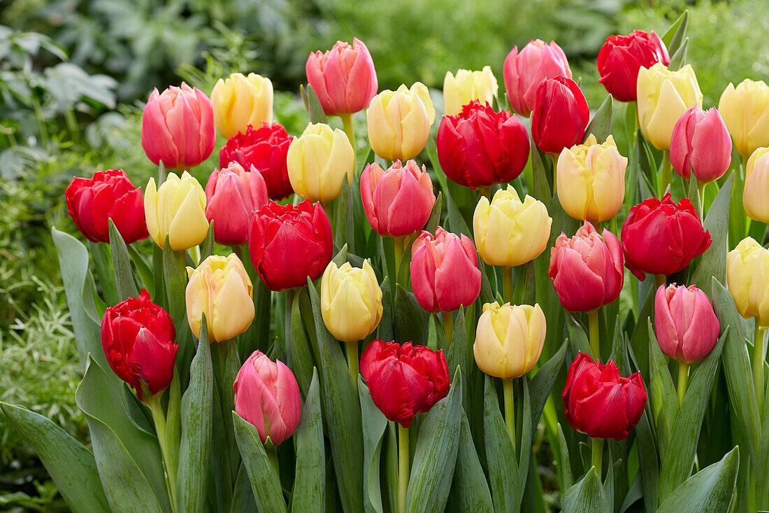 Tulipa Double Symbiose mix