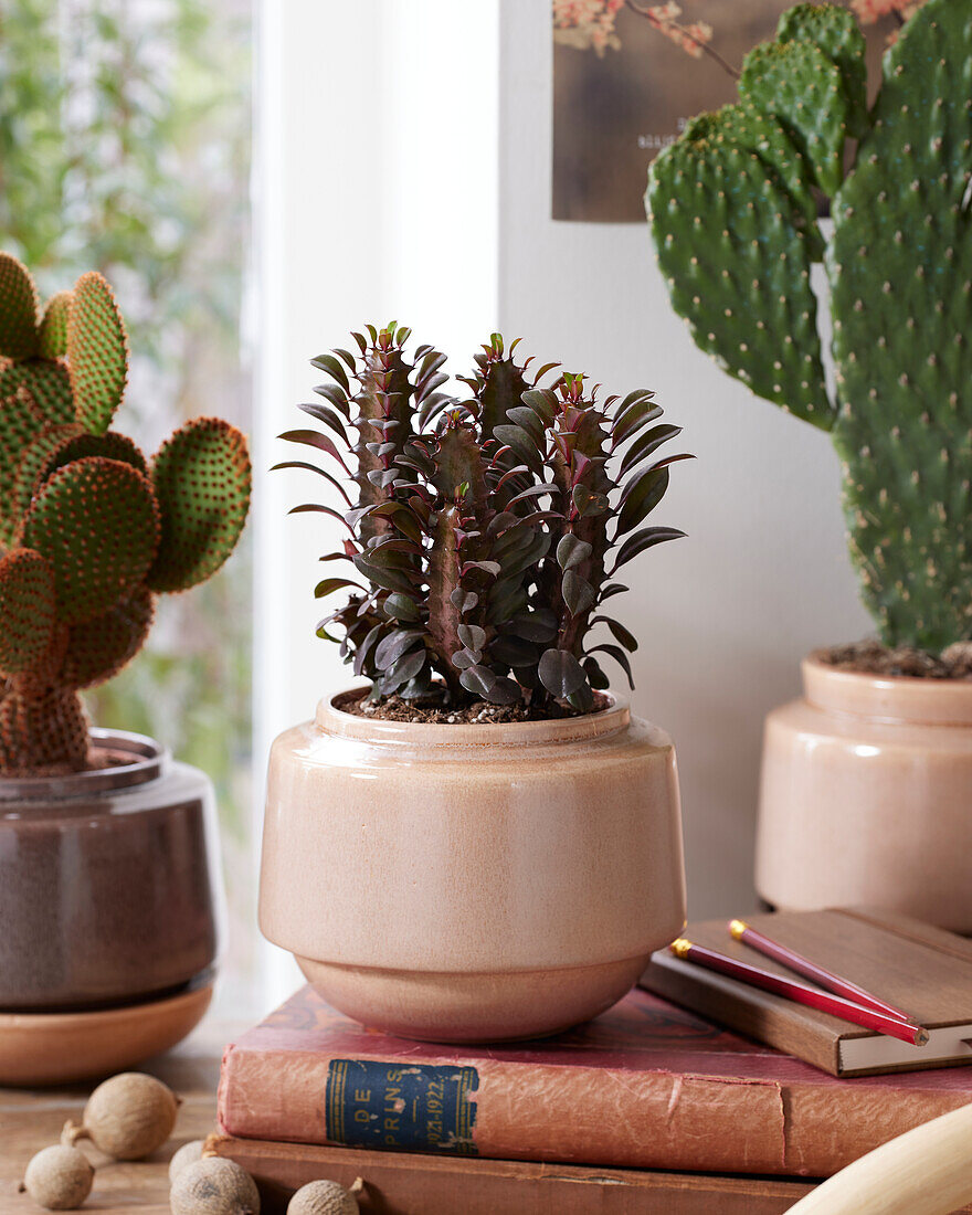 Euphorbia trigona f. rubra