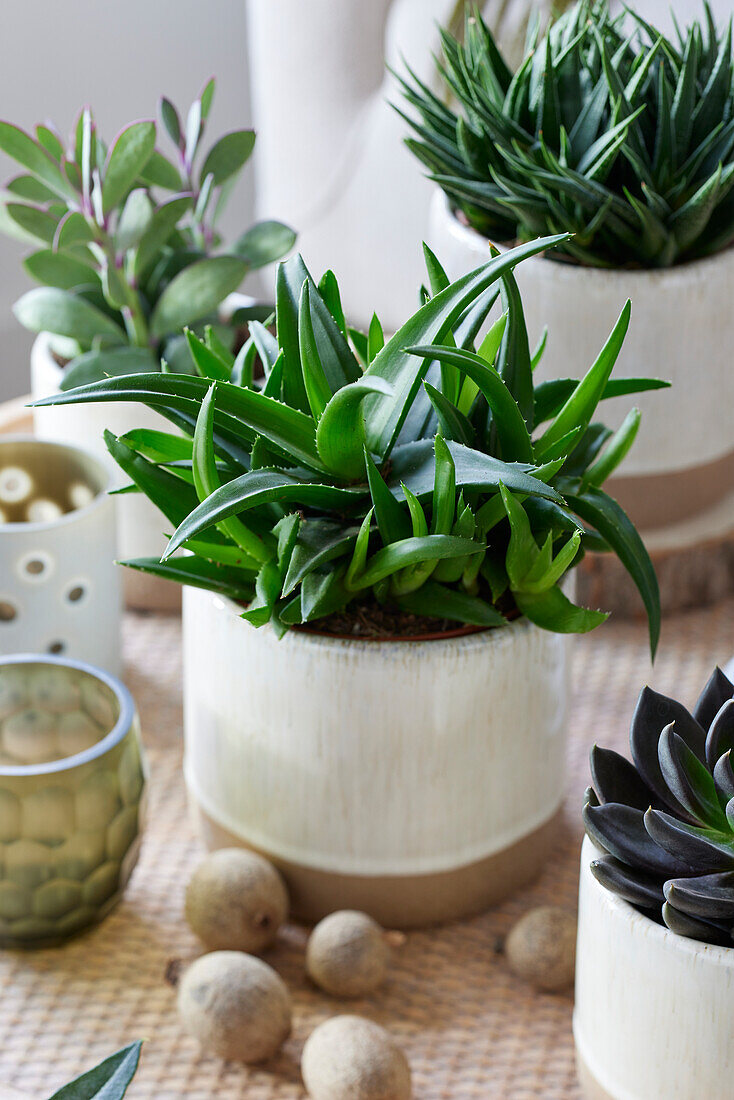 Haworthia pentagona