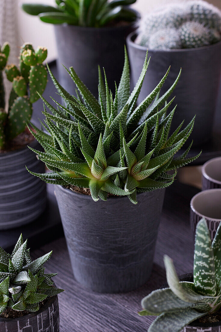 Haworthia 'Universe'