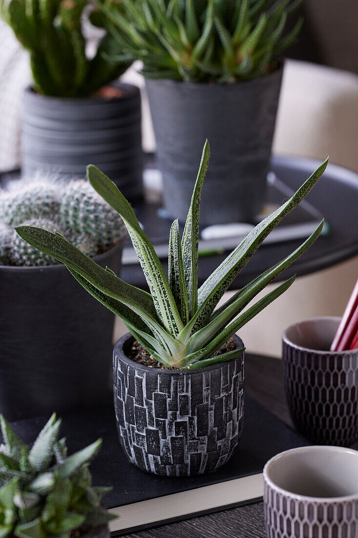 Gasteria Little Warty