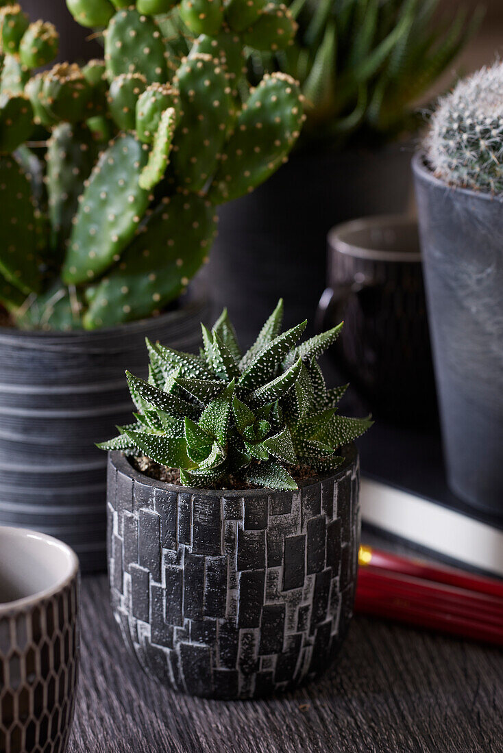 Haworthia attenuata Enon