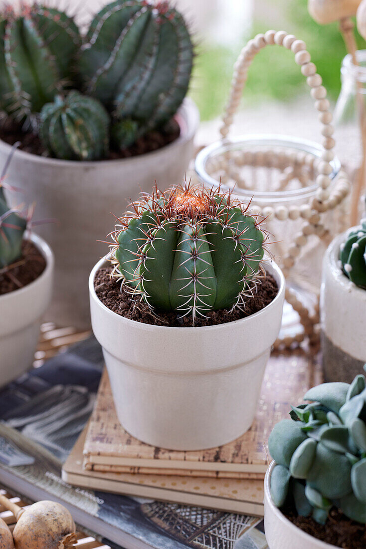 Melocactus matanzanus