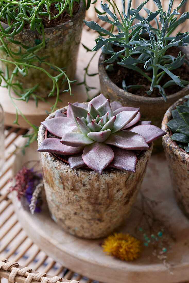 Echeveria Taurus