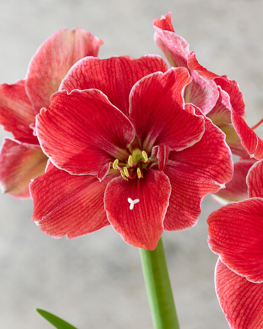 Ritterstern (Hippeastrum) 'Magical Touch'