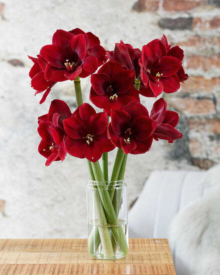 Hippeastrum Grand Diva