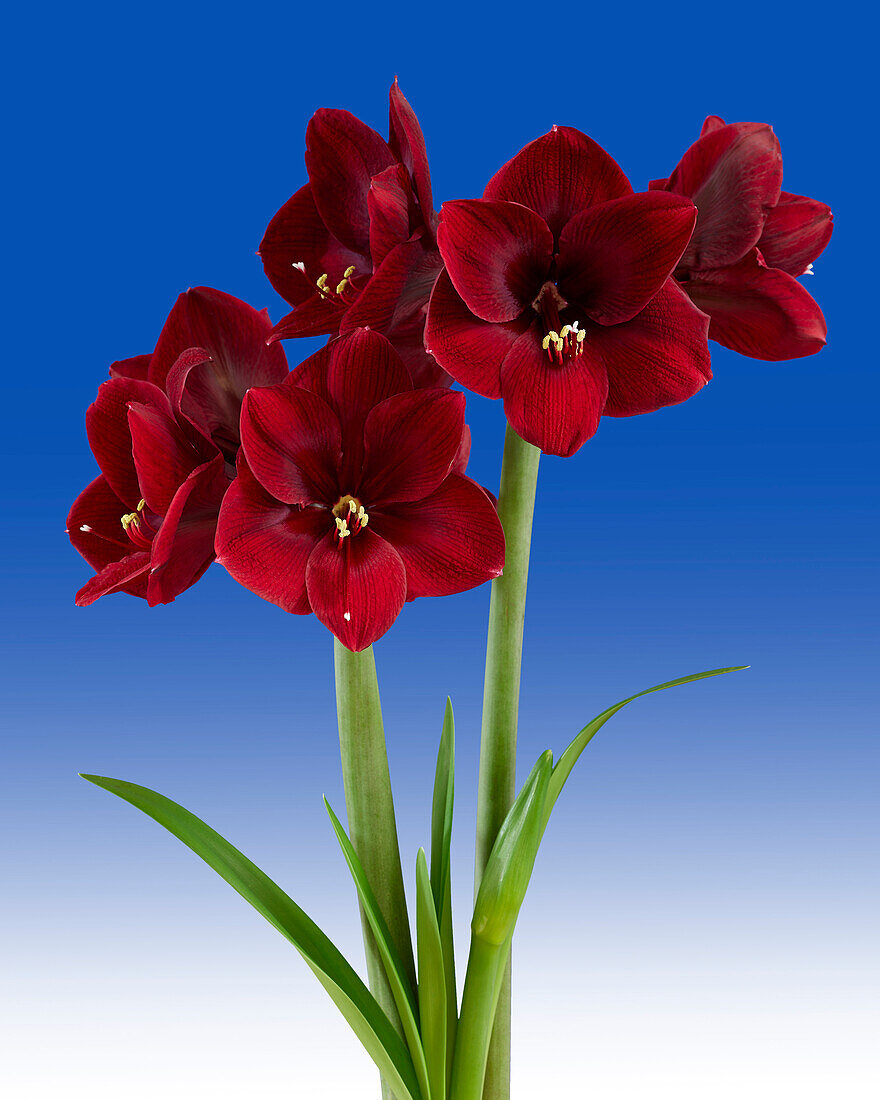 Ritterstern (Hippeastrum) 'Grand Diva'