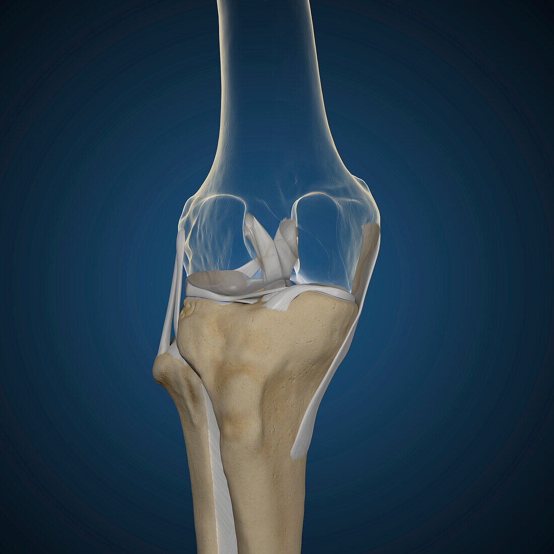 Human knee, illustration