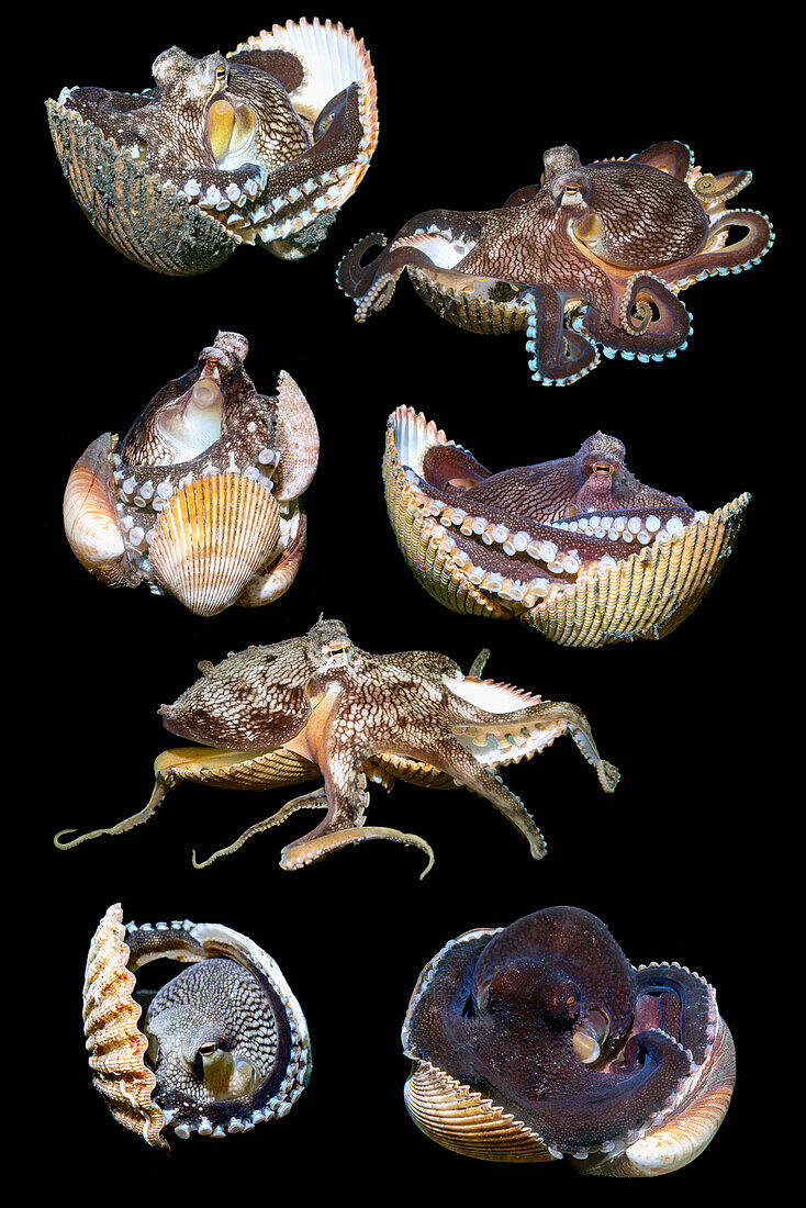 Veined octopus, composite image