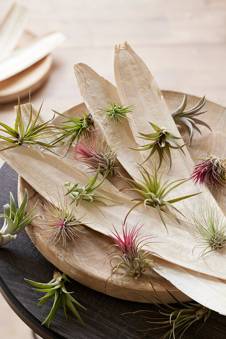 Tillandsia collection