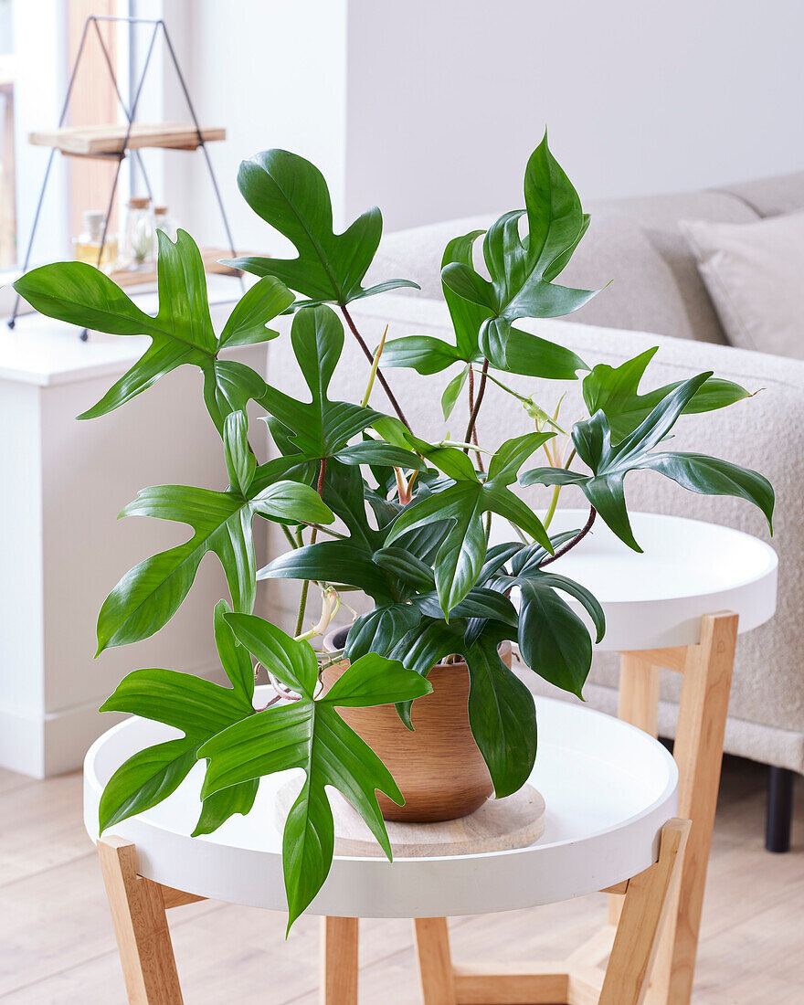 Philodendron 'Florida Green'