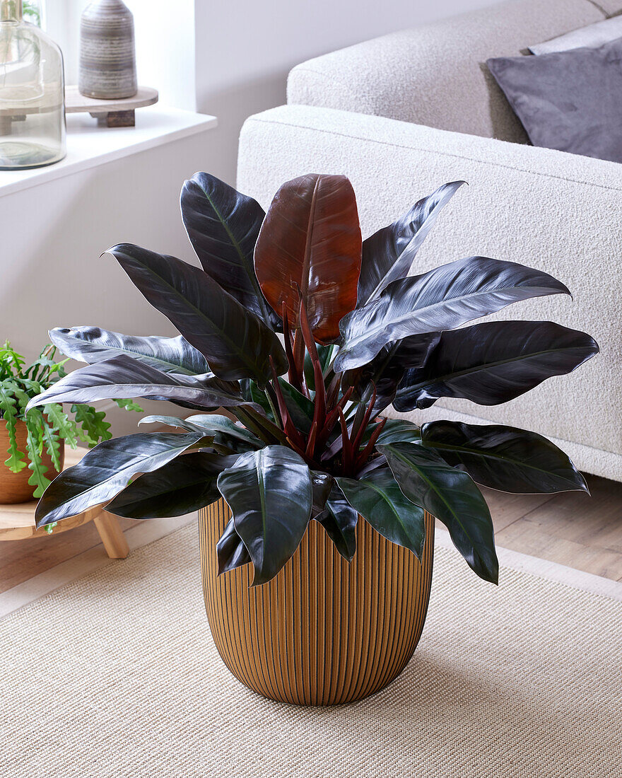 Philodendron 'Imperial Red'