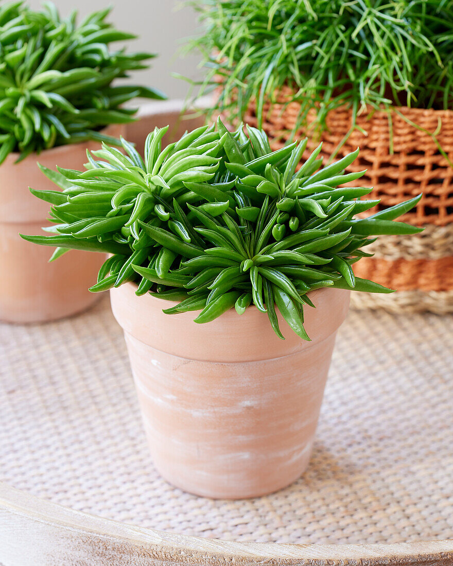 Peperomia Happy Bean